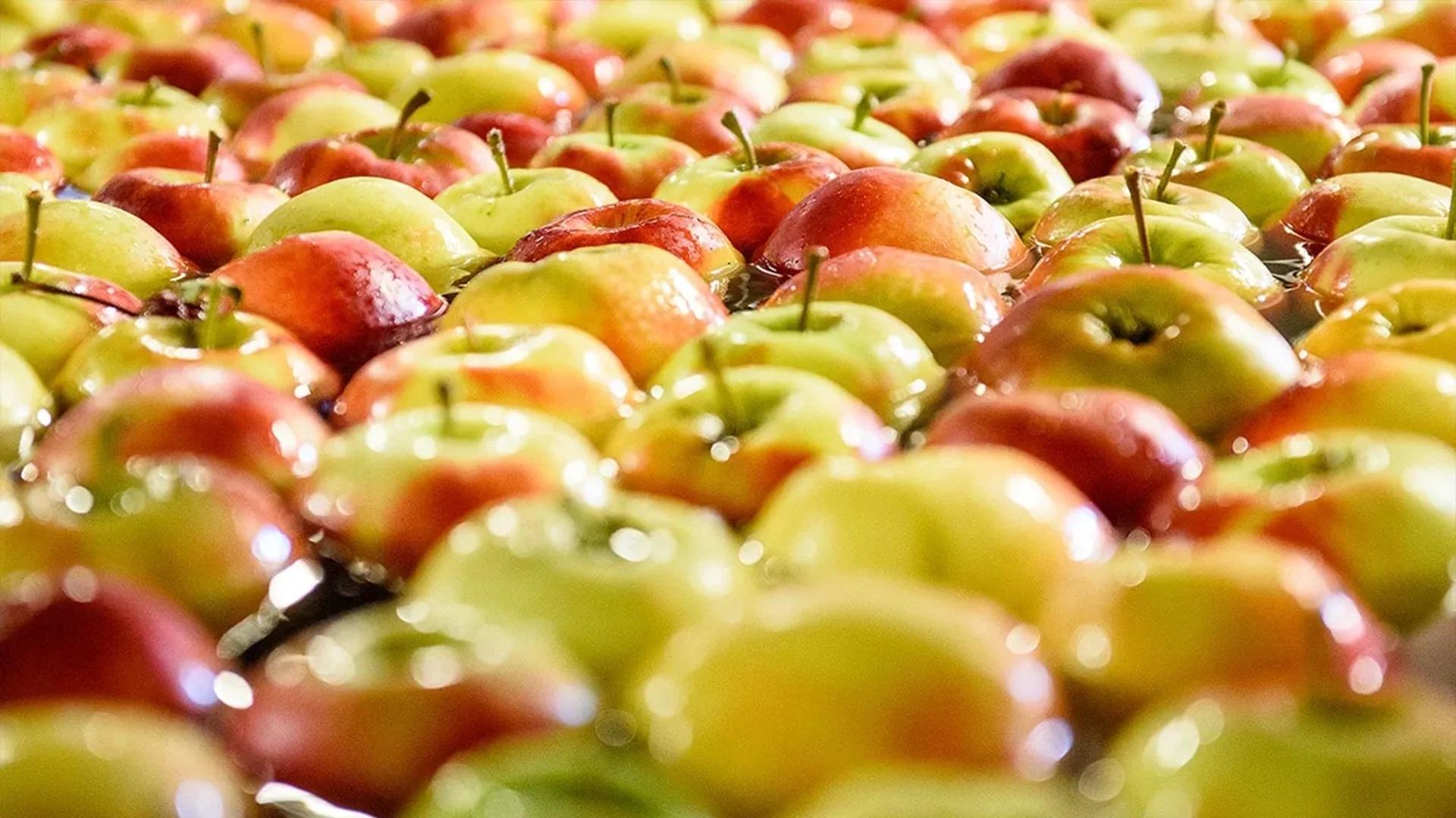 Post harvest fruit processing line resized for web
